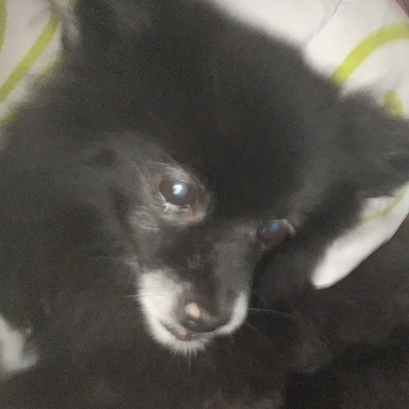 Meet your Posher, Andrea - Picture 4 of 7